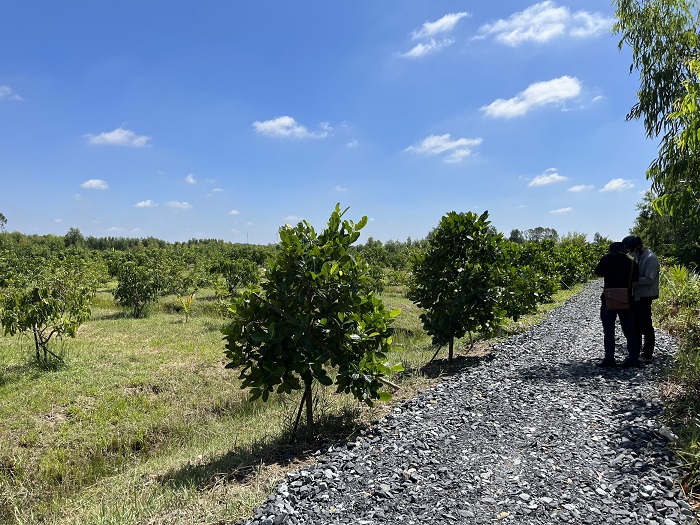 ban-1000m2-dat-duong-816-di-vao-800m-dang-trong-cay-an-trai