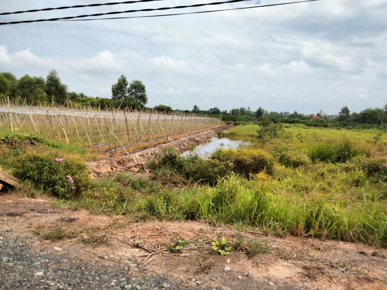 ban-dat-vuon-tai-xa-binh-hoa-nam-duc-hue-long-an