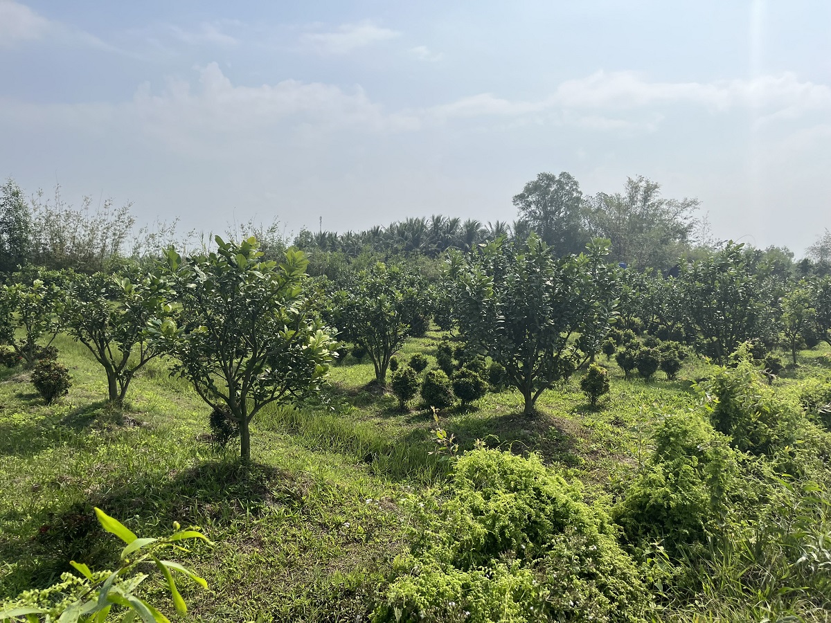 ban-nen-dat-3000m2-dang-trong-cay-an-trai-binh-hoa-nam