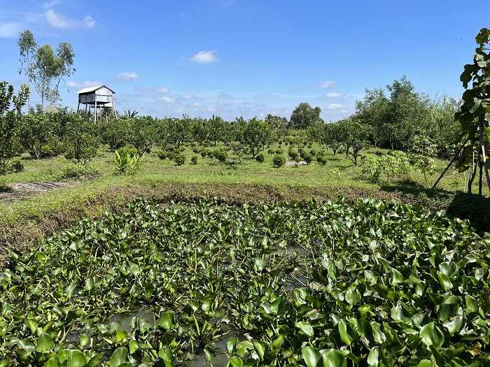 ban-dat-nha-vuon-so-rieng-long-an