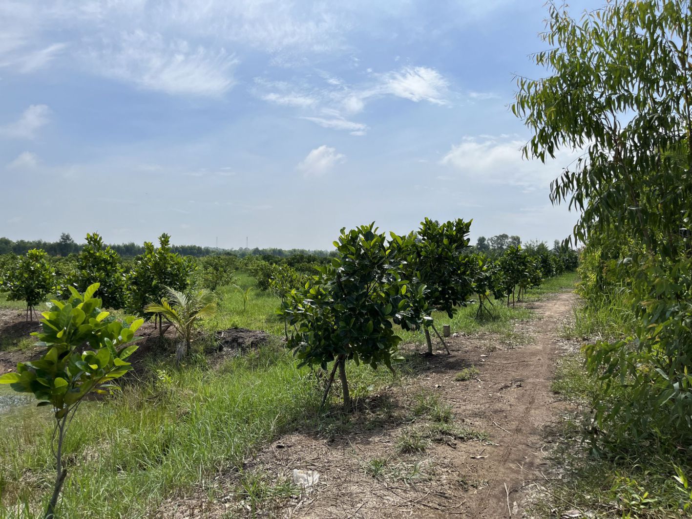 ban-dat-trong-cay-an-trai-co-ao-nuoi-ca-binh-hoa-nam-duc-hue-long-an