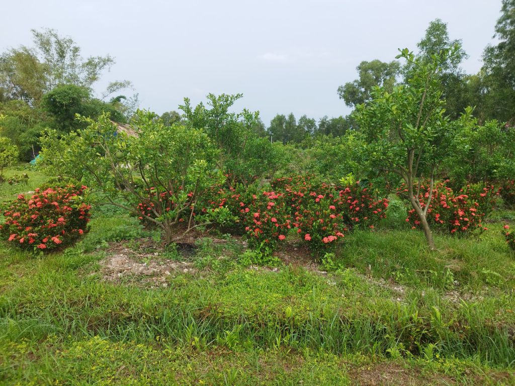 ban-dat-duong-816-binh-hoa-nam-long-an