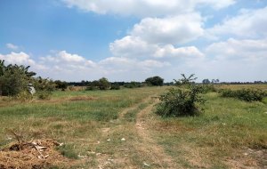 ban-dat-mat-tien-duong-bau-trai-duc-hoa-long-an